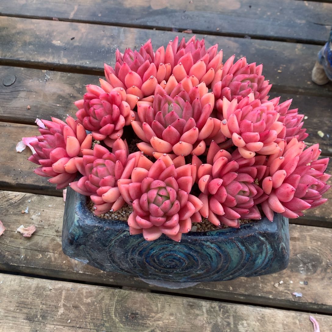 红陶春****?中通的卡在那我等