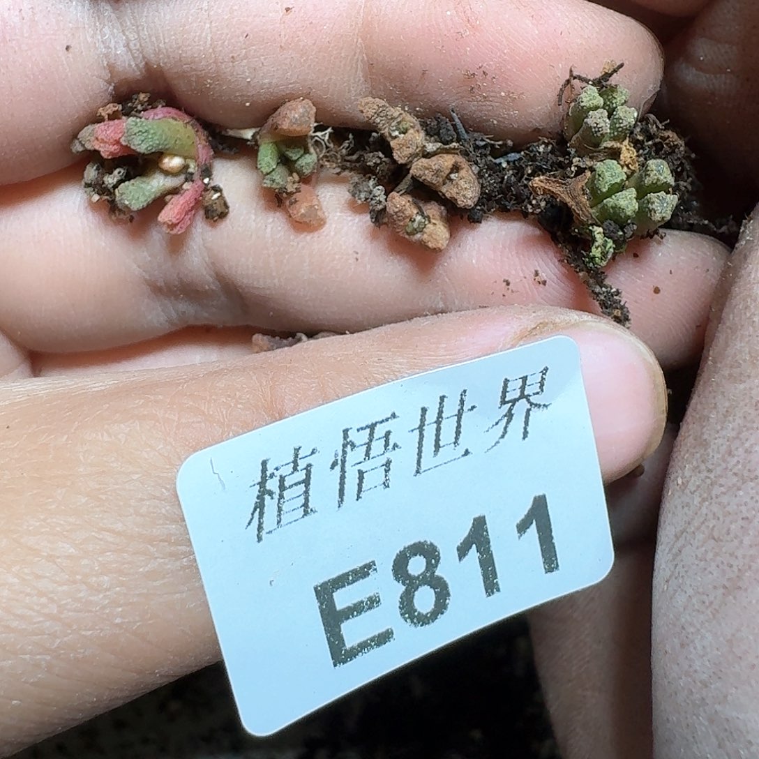 811号多肉植物哇d f