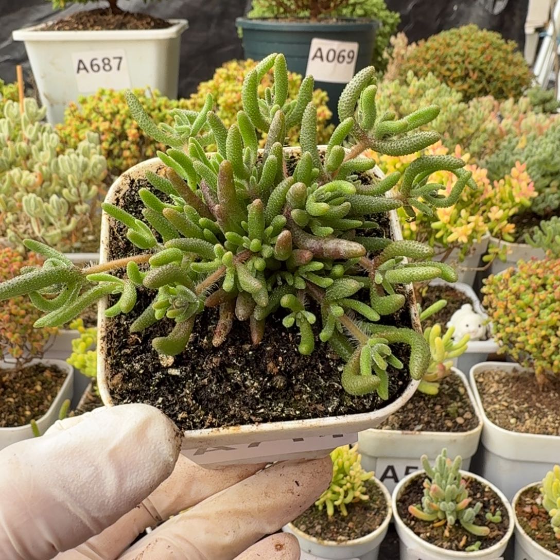 A711狐尾枝干一物一拍