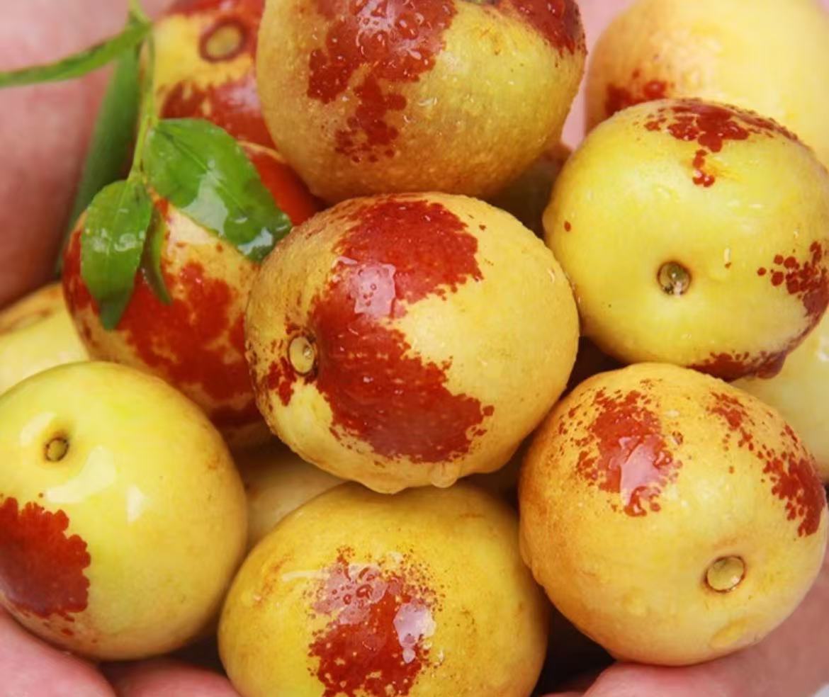 西北高山冬枣 新鲜脆甜 现摘现发 应季水果 脆枣鲜枣