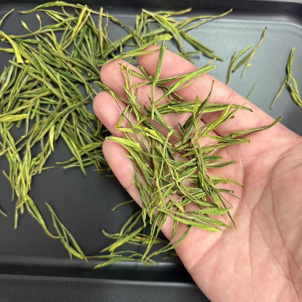 【开播福利】2025年安吉白茶高白化度清香兰花香