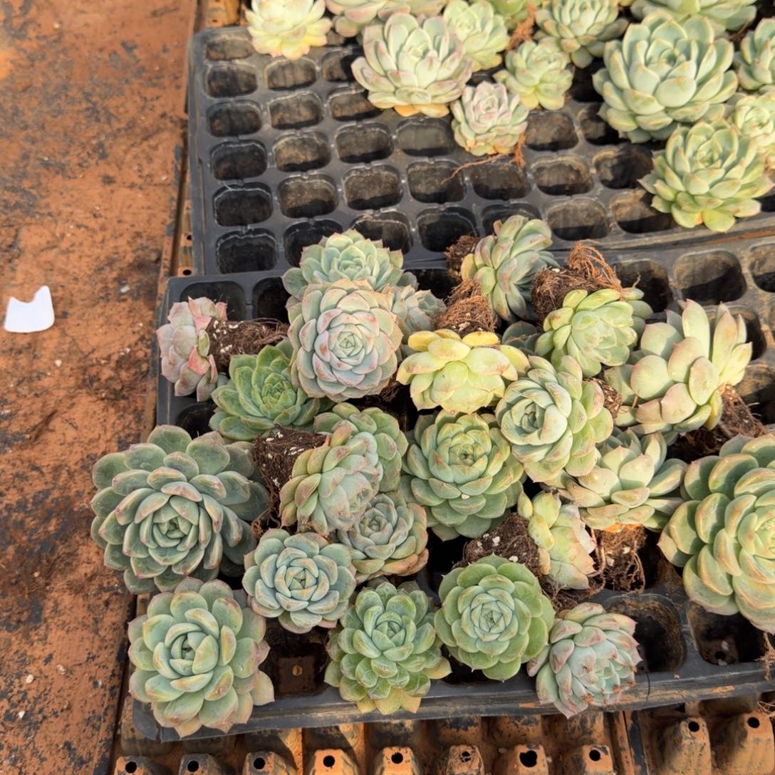 28-4珍妮绿菜混合二十五颗量拍中门左五