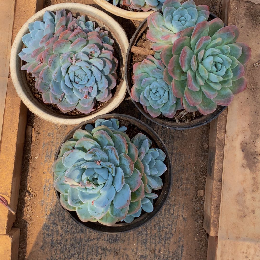 陈***宝冰玉组合多肉植物