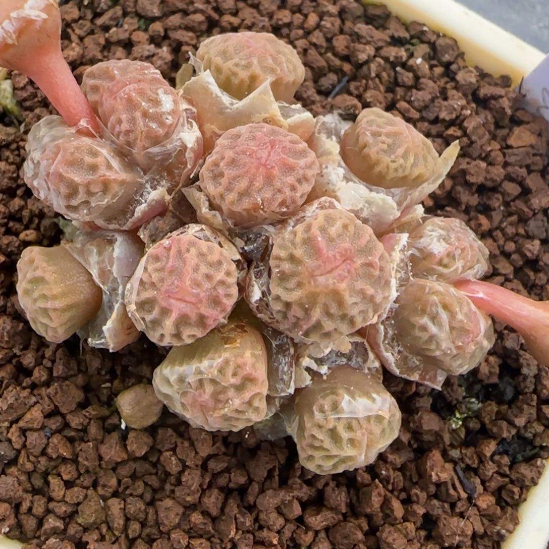 1.24号多肉超烧大群85号