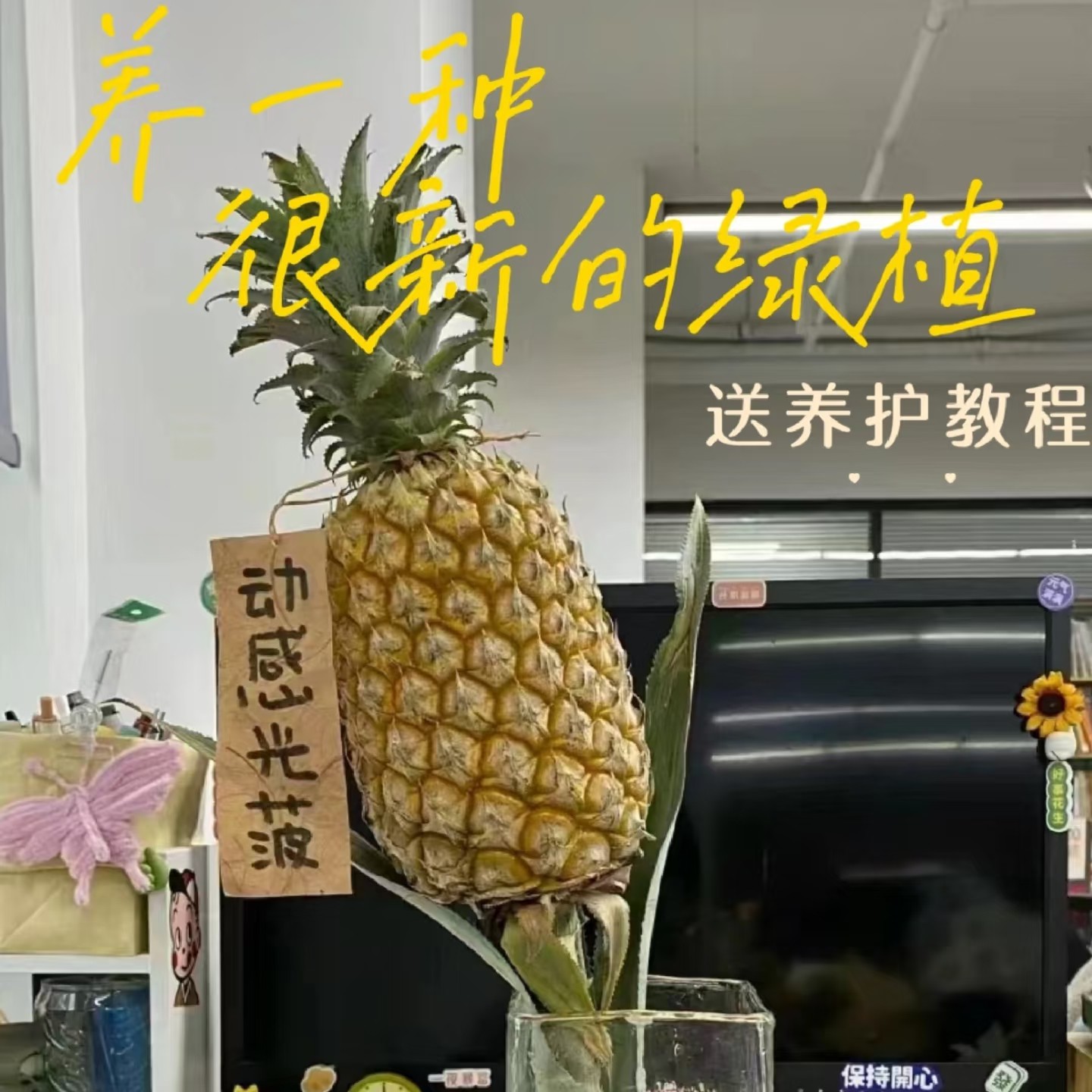 水培小菠萝黑凤梨云南直发创意水养绿植室内办公桌工位装饰插花