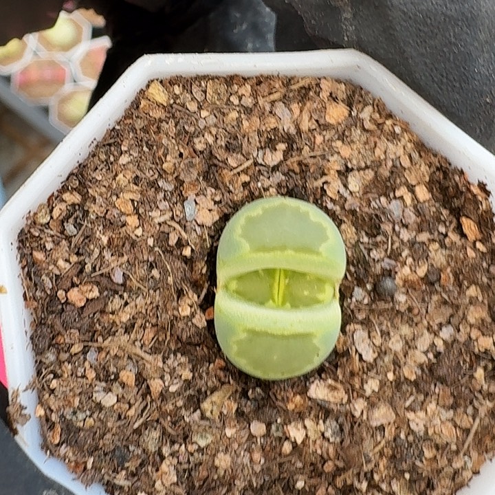 生石花11111。    70