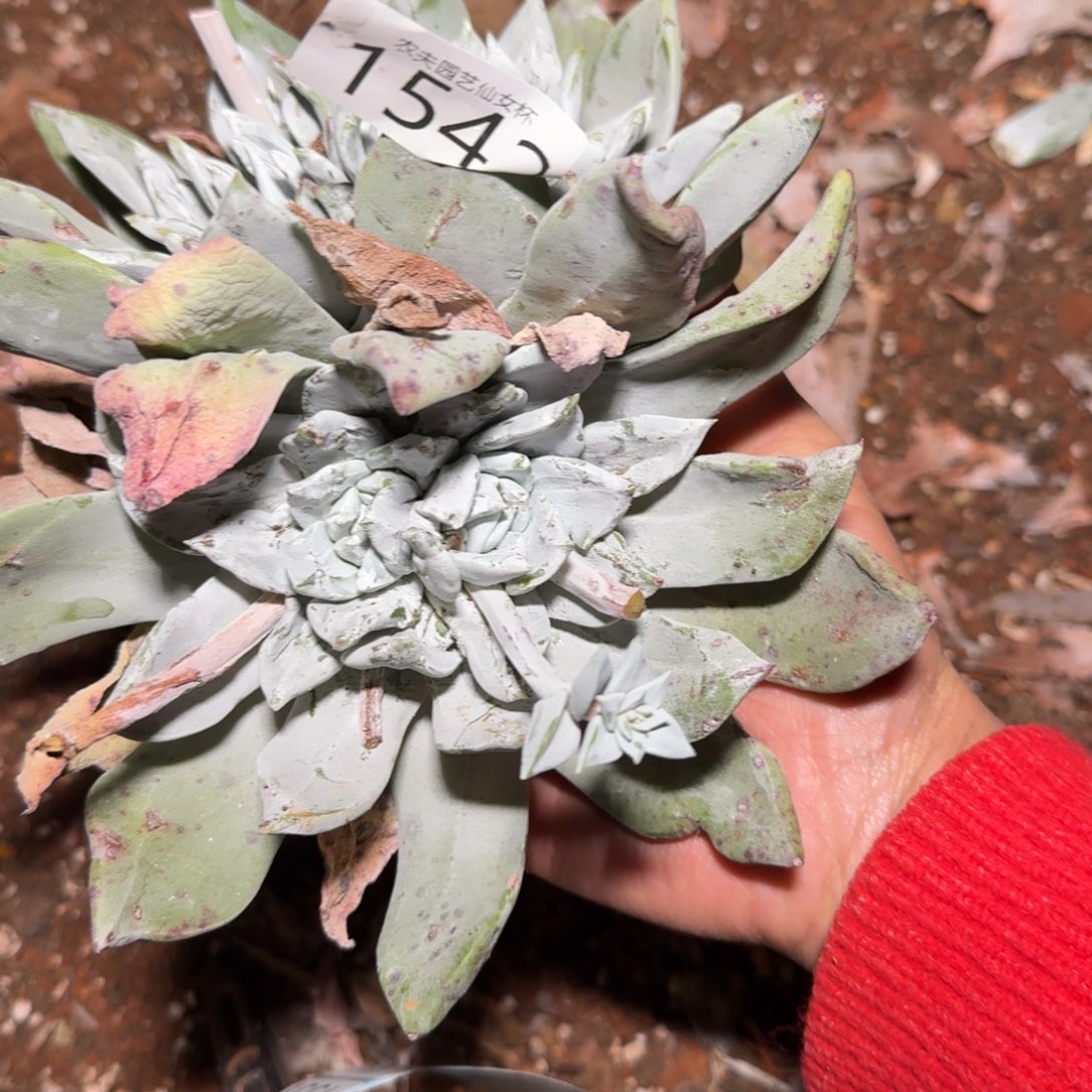 3代杂交仙女杯多肉福利处理瑕疵