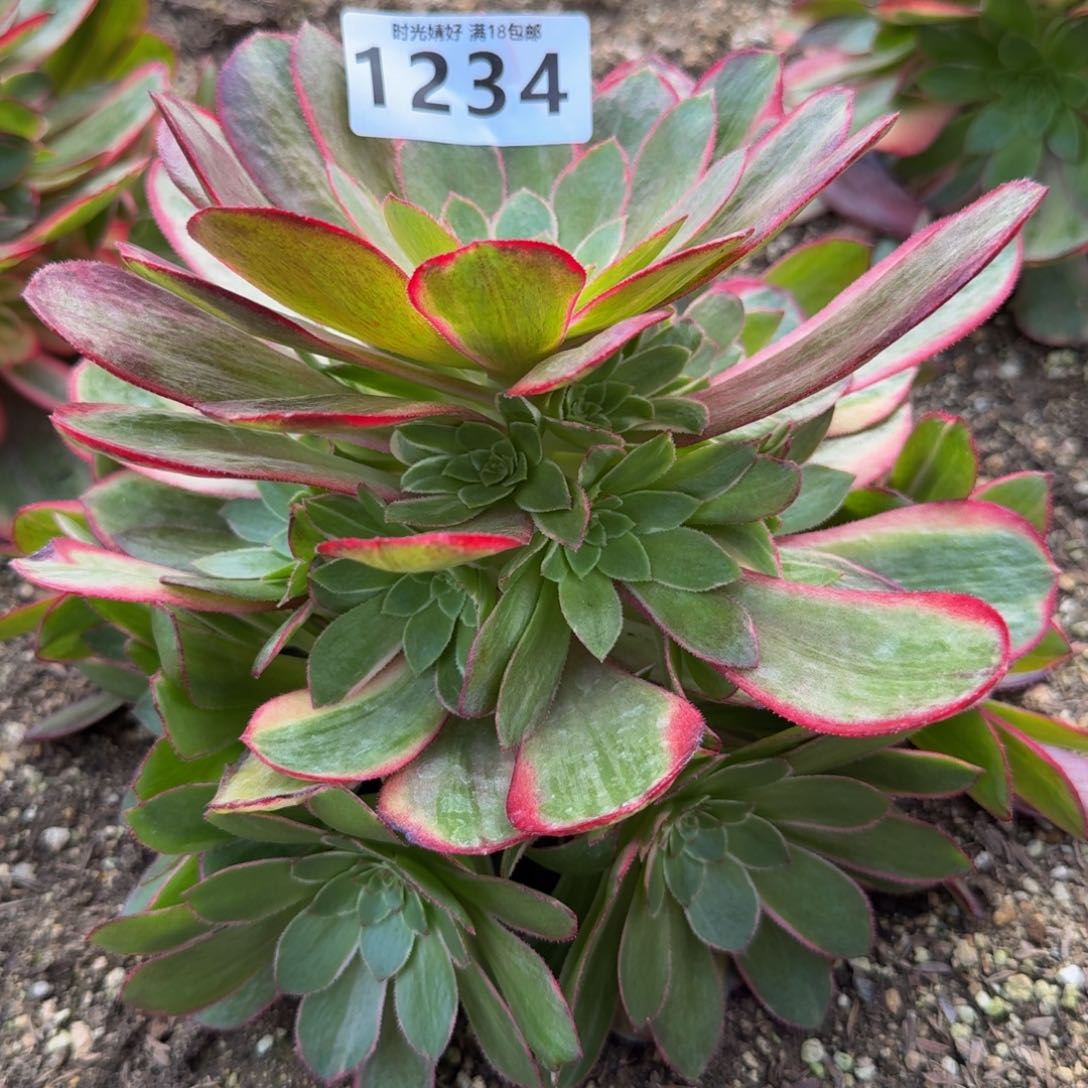1234粉冠。多肉植物