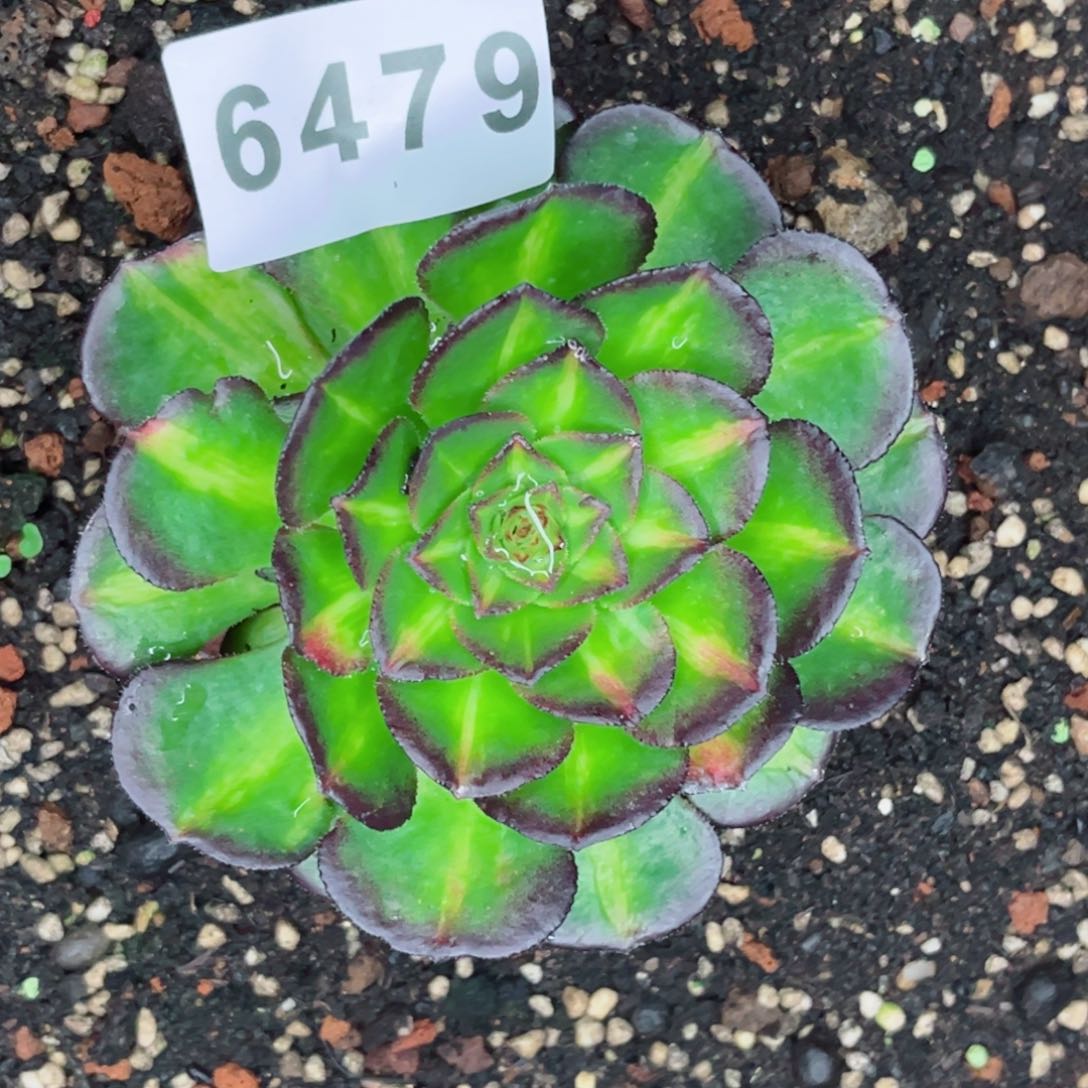 海王七彩多肉发货