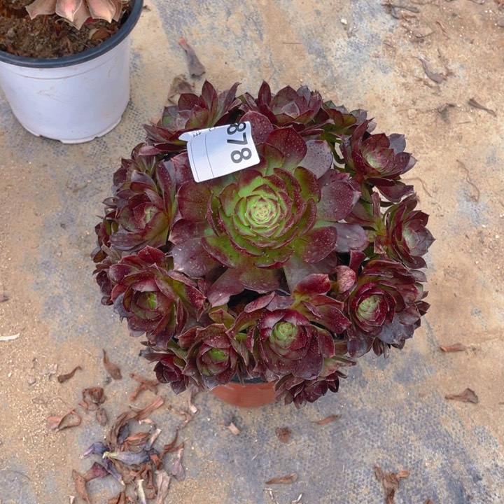 多肉黑骑士法师878