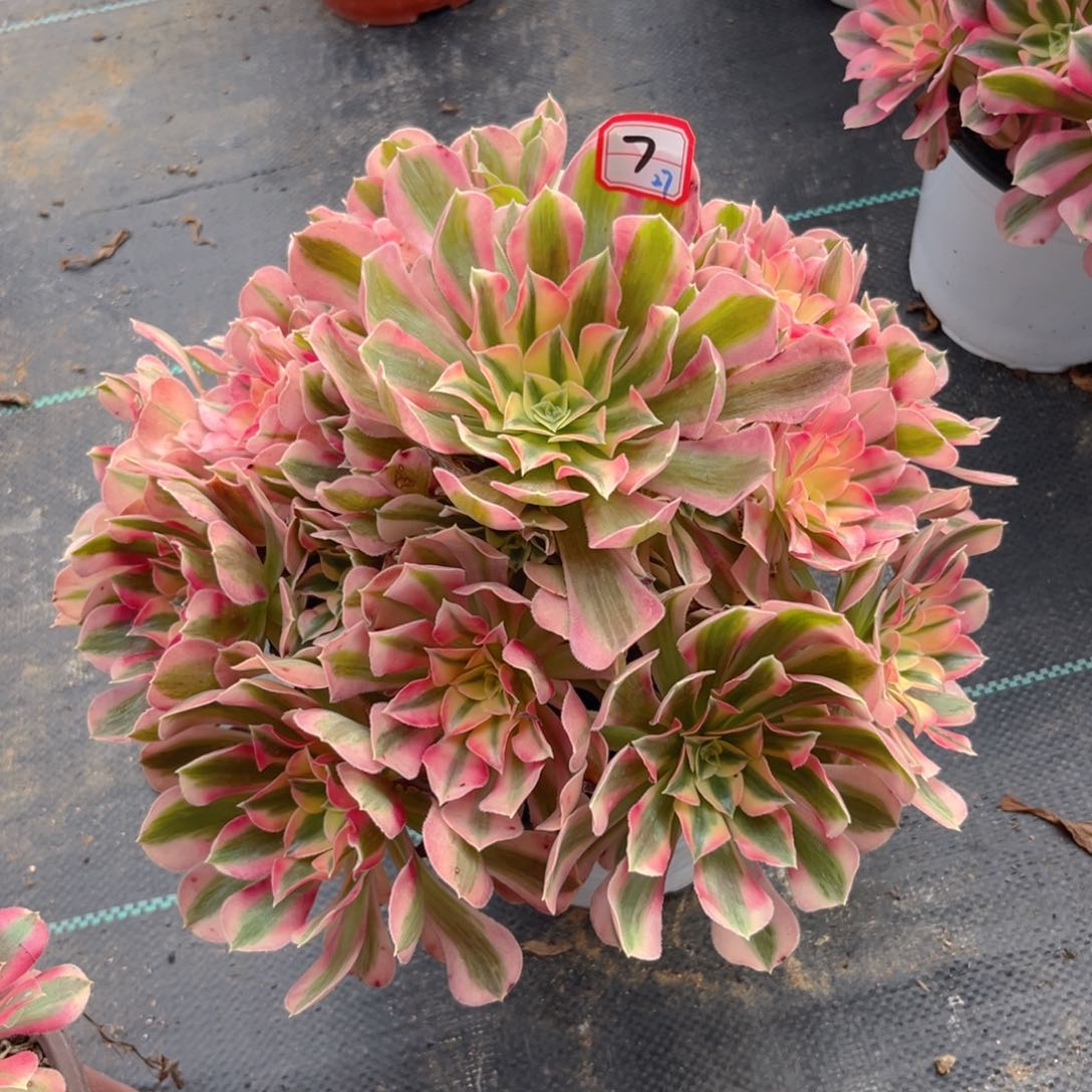 7号初恋精品法师锦