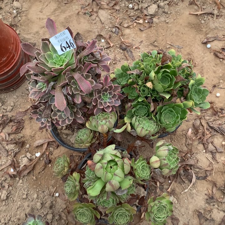 646绿玫瑰➕万拉丝➕金丝雀1