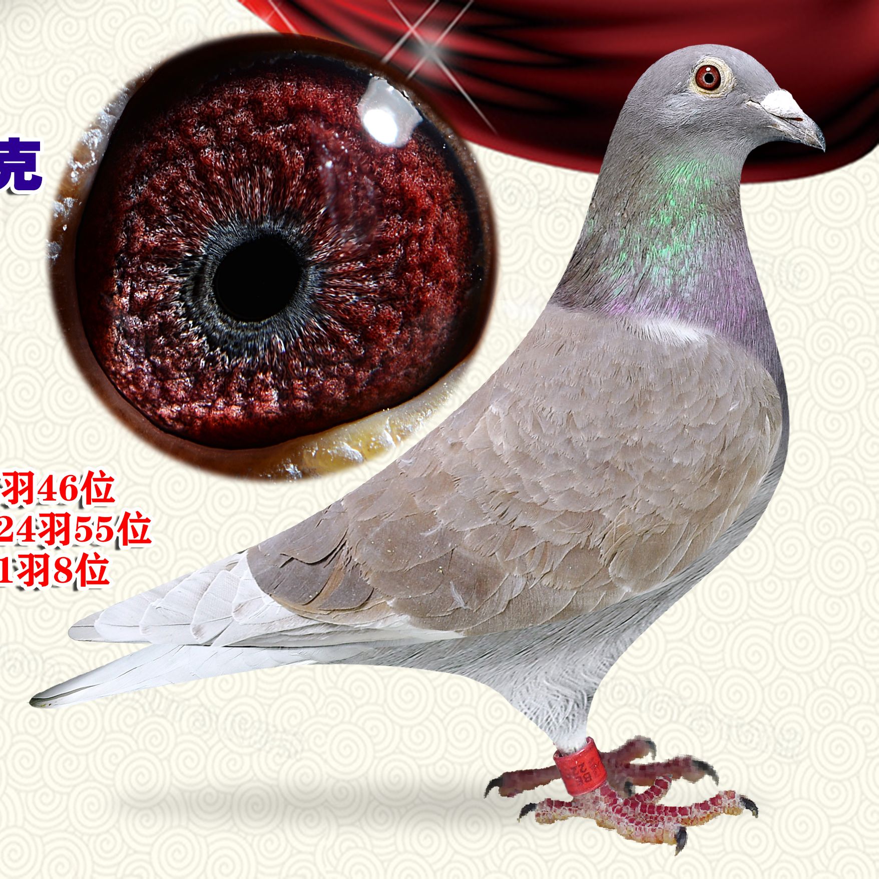鸽子用品信鸽用成绩鸽用品