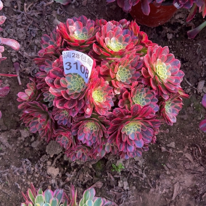 3108朝霞多肉植物