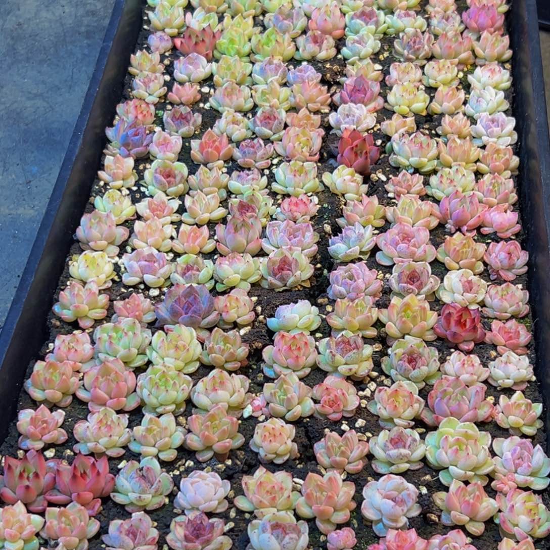 103多肉葡领导人物库资料