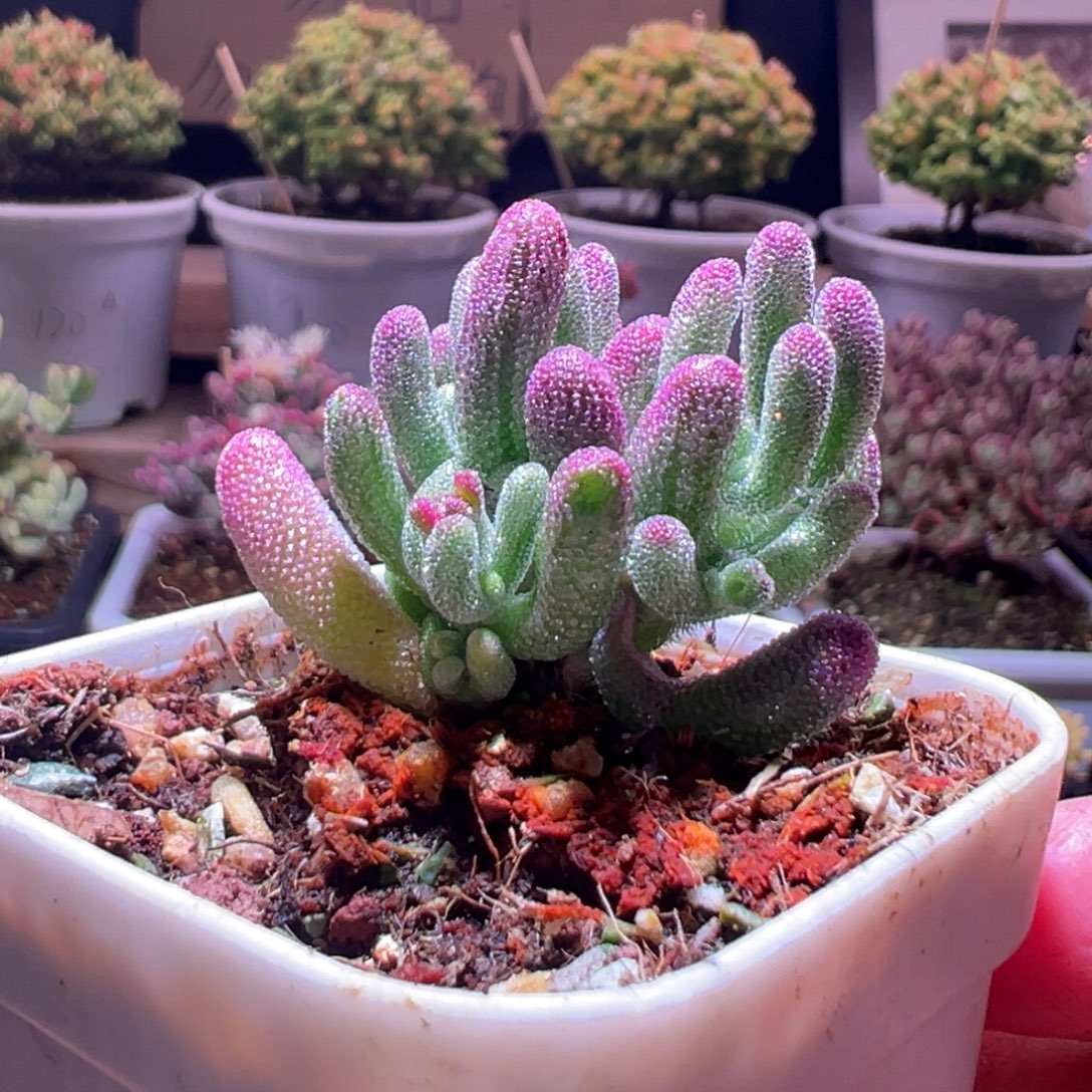 204紫闪光一物一拍包开箱