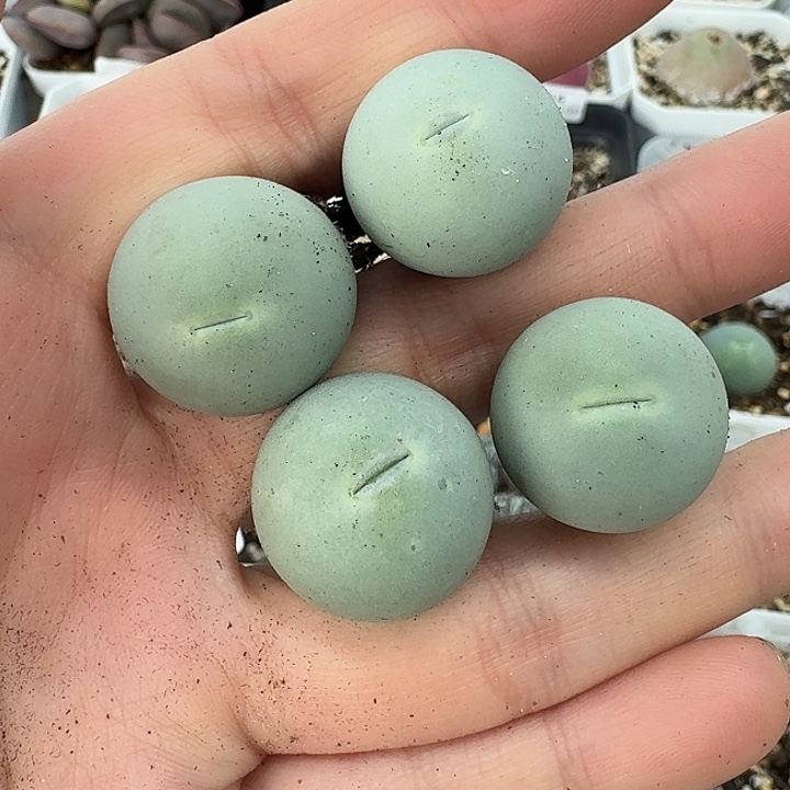 老马生石花鸽子蛋913