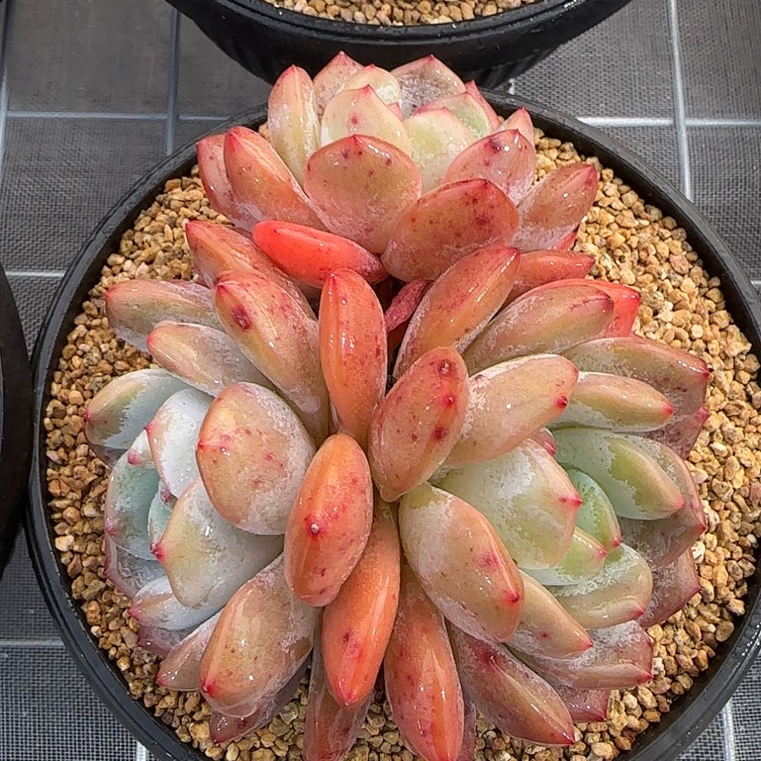 从前慢甄选多肉编号雪天使三头