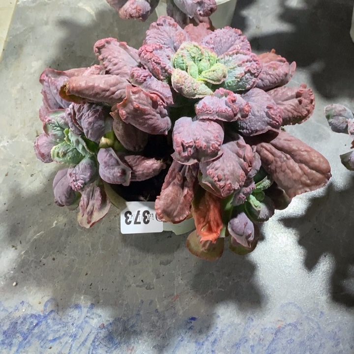 A***8373男爵多肉植物多肉