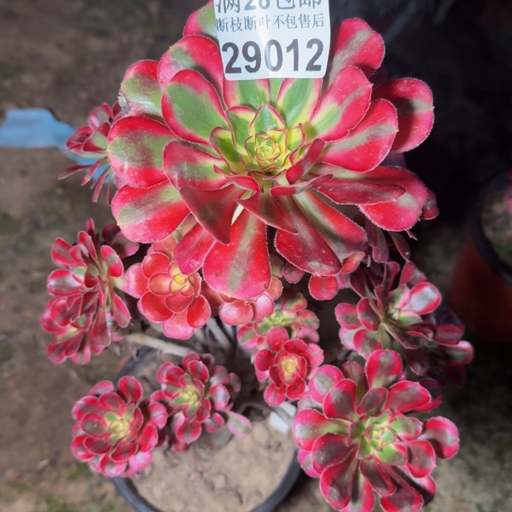 29012南冰淇淋多肉植物