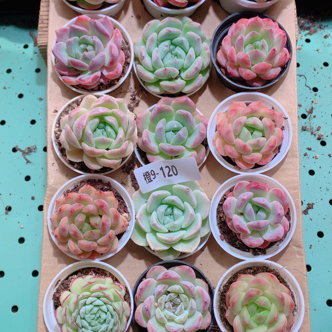 9-120一物一拍带盆18颗