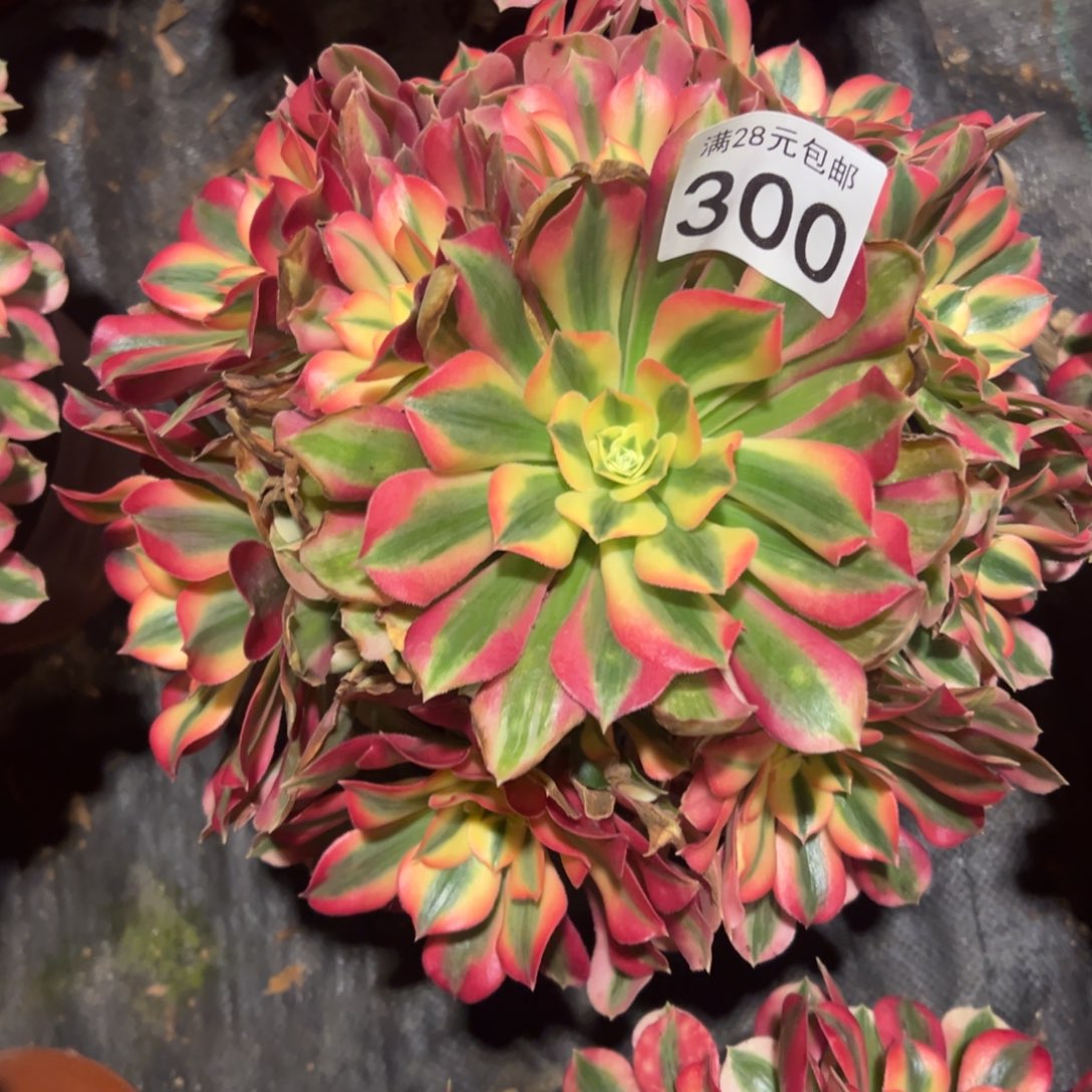 我是真的很喜欢这个