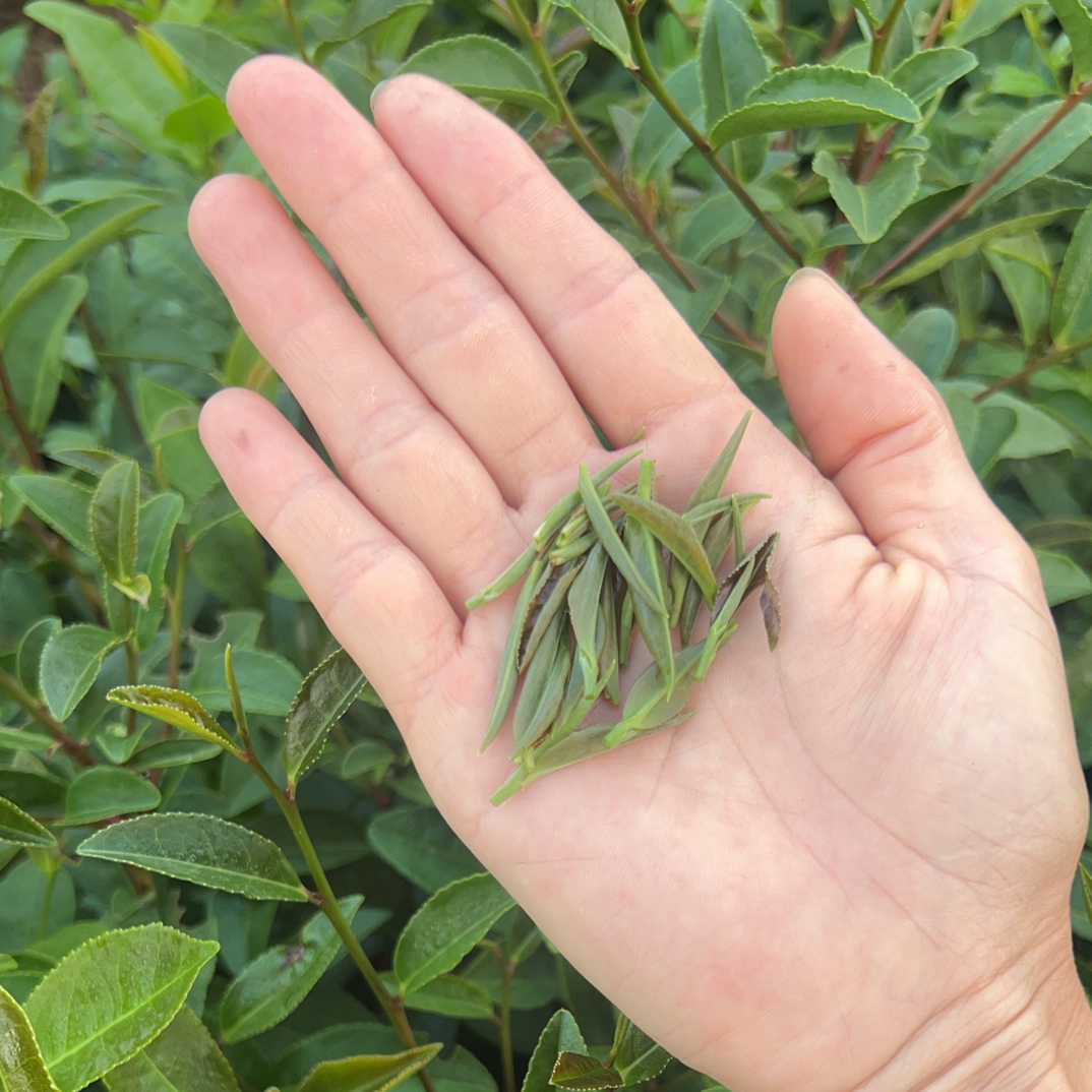 【秋茶楼头】25年新茶 信阳毛尖  浓香耐泡 滋味浓郁