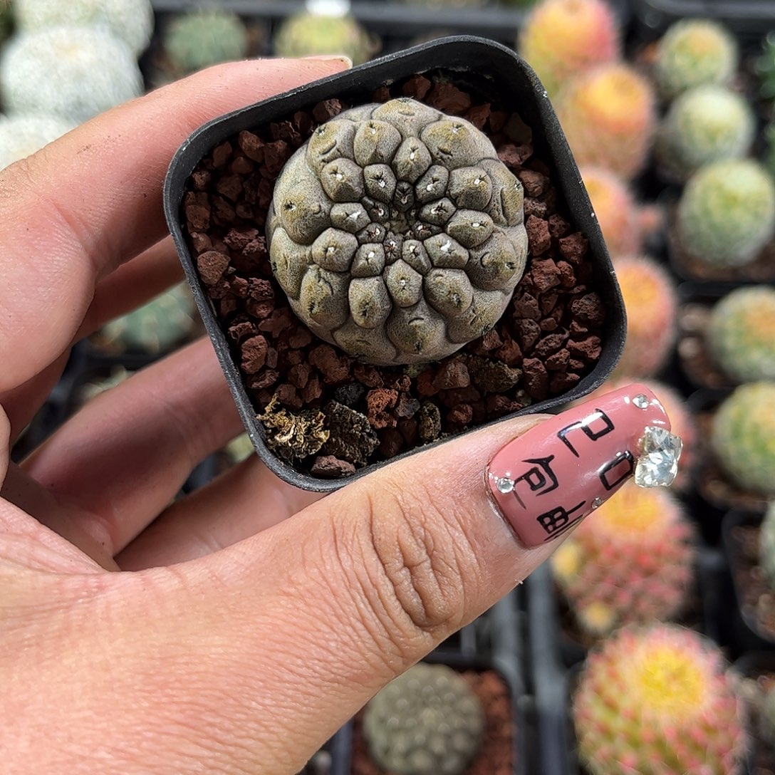 蜥蜴皮单头发货单头发