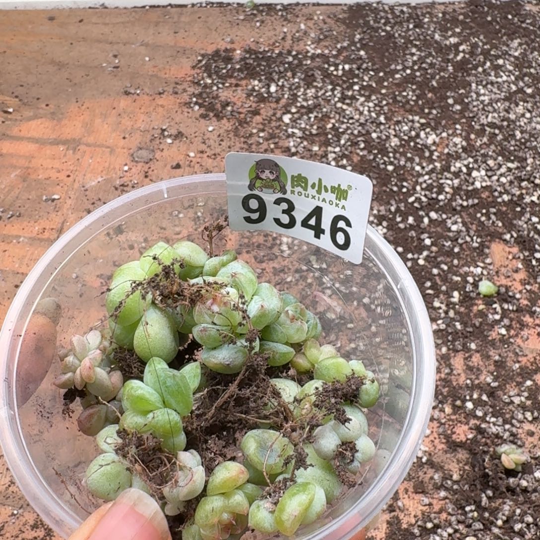 月***凉多肉植物多肉植物