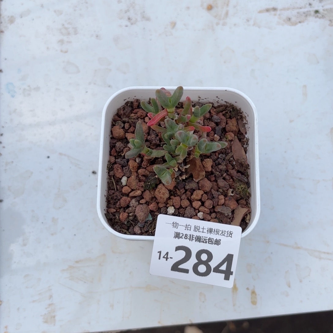 枝干番杏兔子多肉