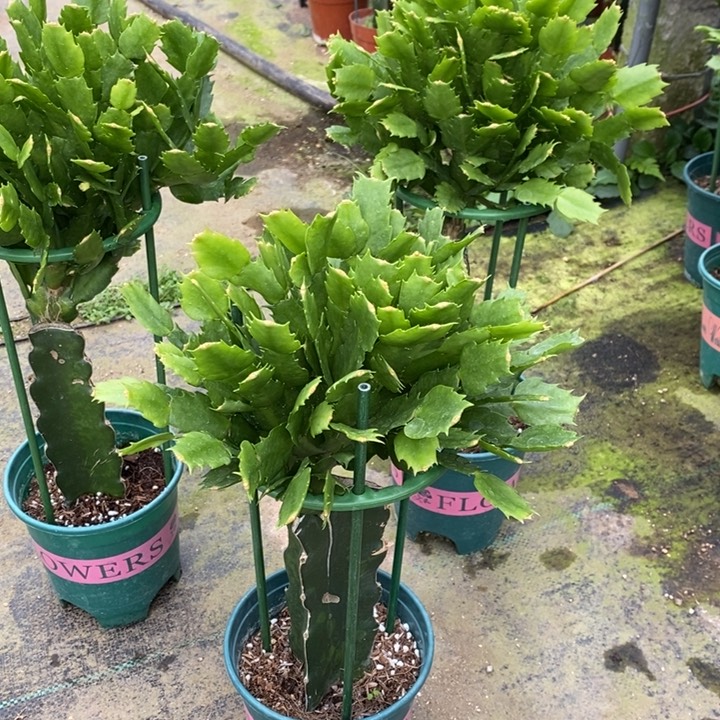 当前无花栽培后可以开花以***眸905嫁接2228