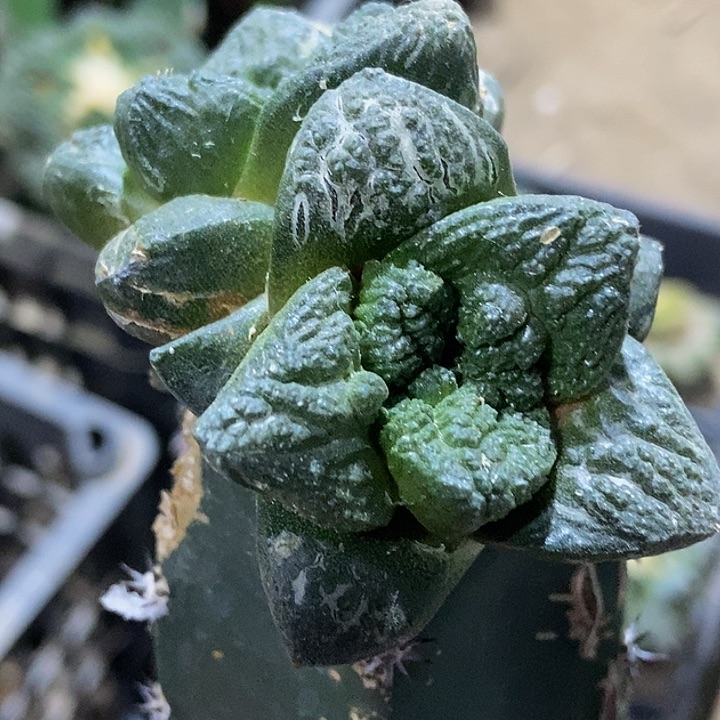 无花朵福利双头大尤龟甲牡丹179