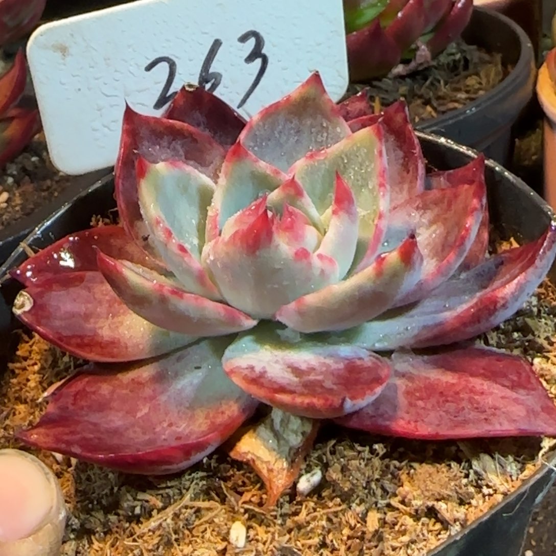 惊鸿一物一拍包装收缩花旱263