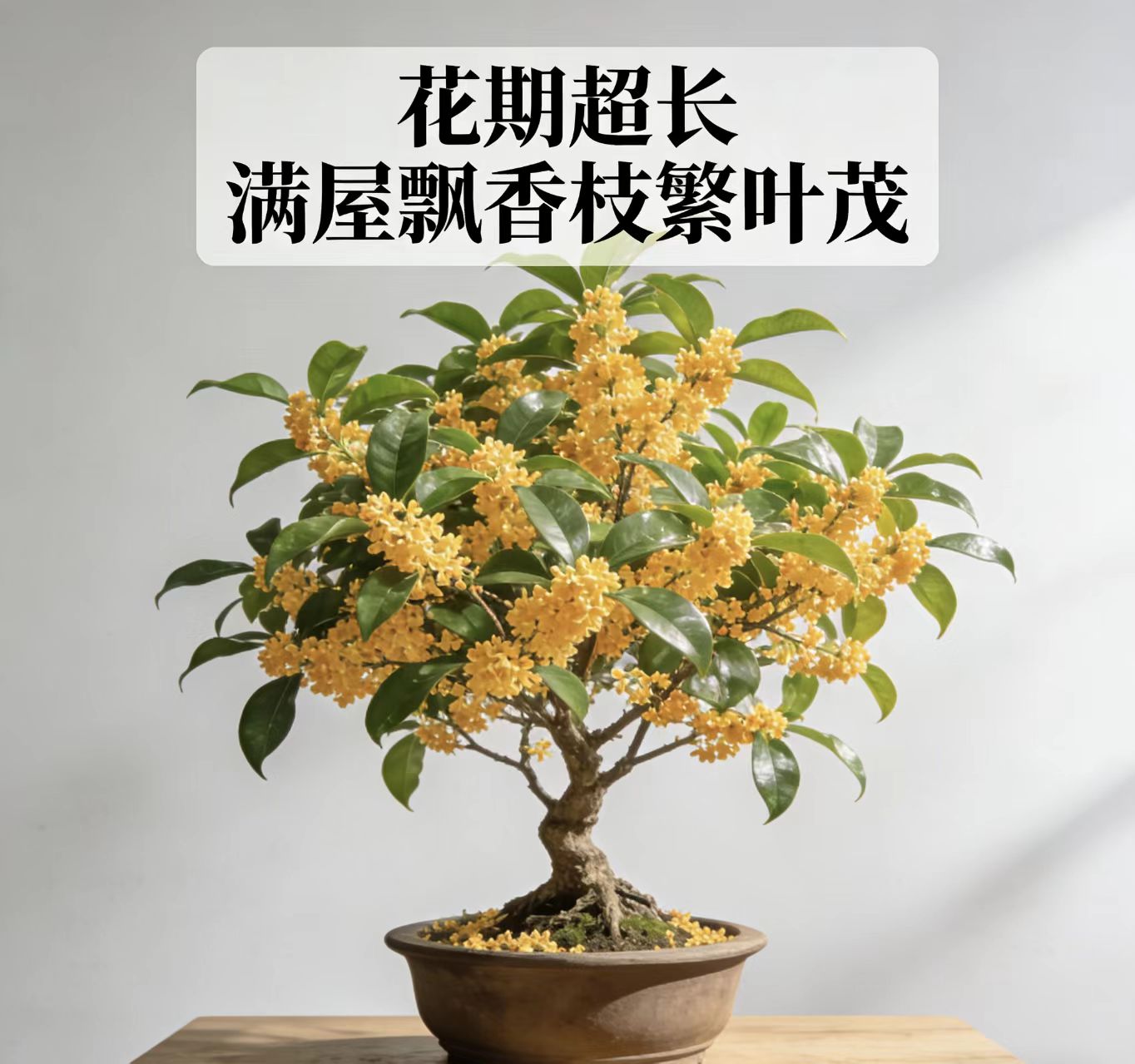 四季桂花盆栽浓香型花卉好养适合室内外阳台种植