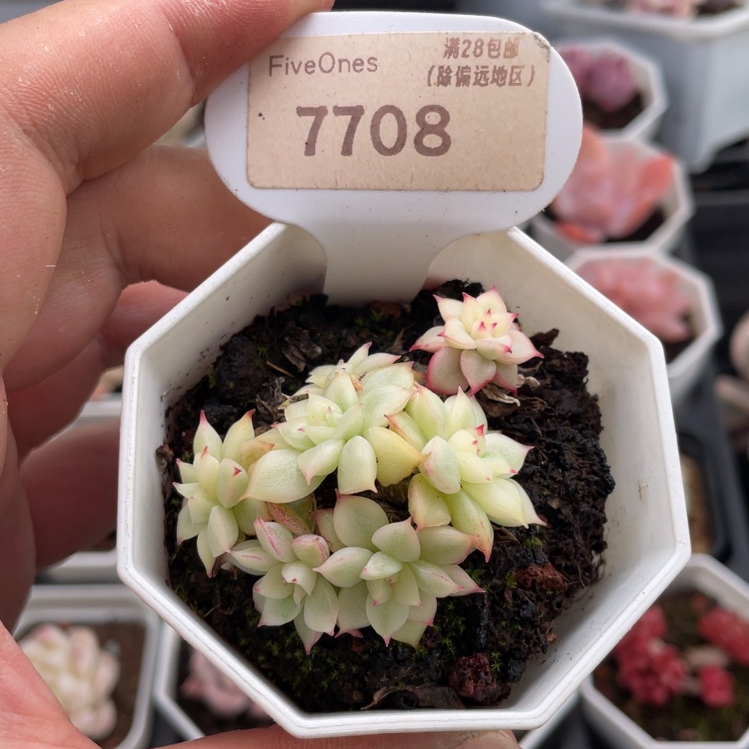 女雏锦7708-5.5厘米