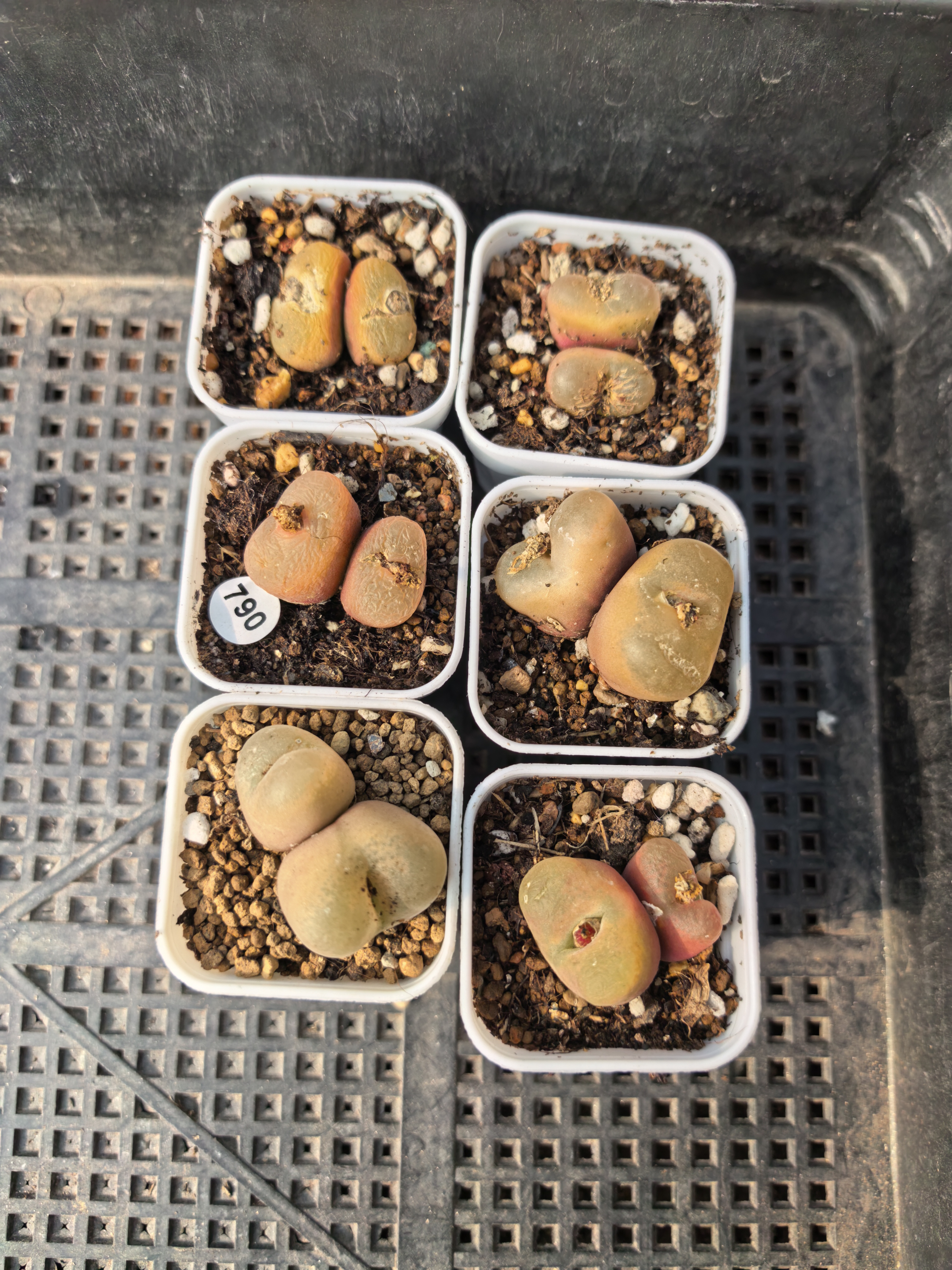 （零下拍保温箱）双头毛汉尼6颗多肉