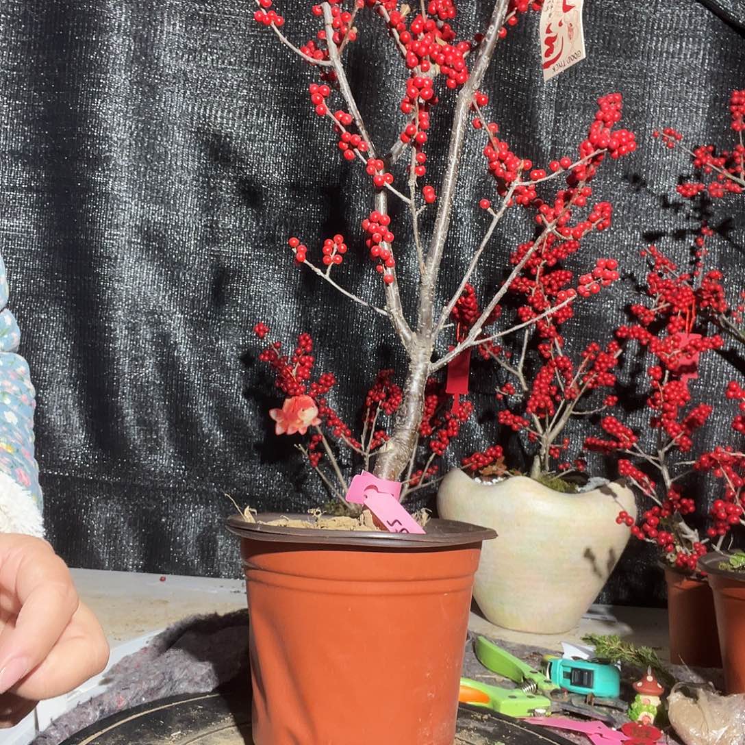 无花朵北美冬青年宵花