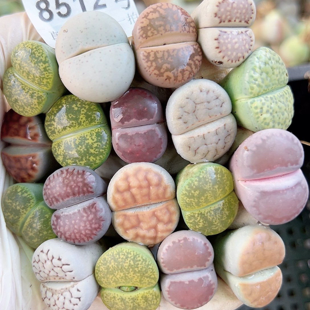 8512 好养易活生石花大母本18个