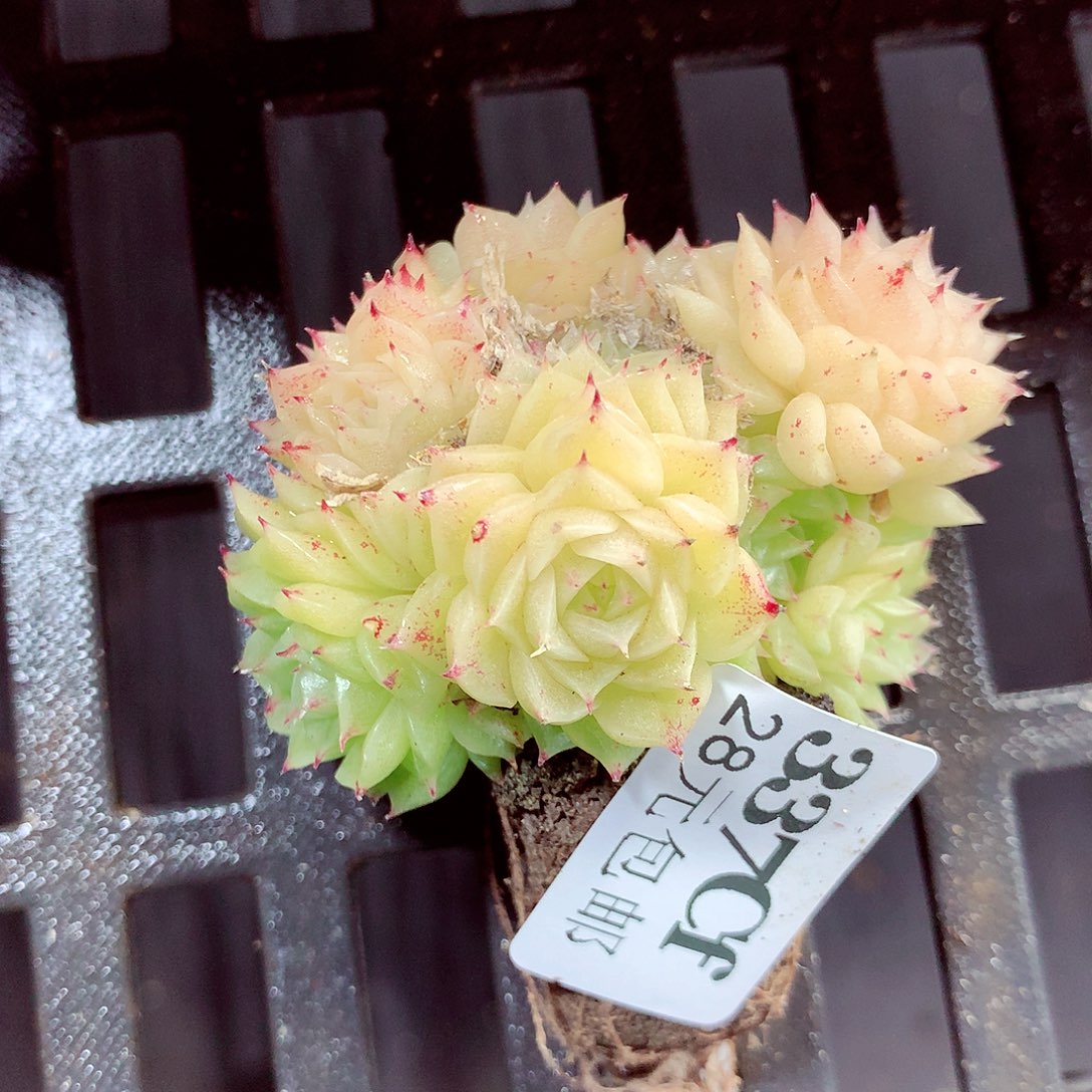 5厘米盆精控多肉337