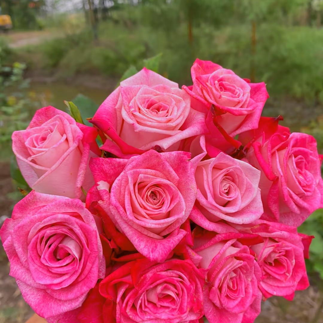 扶摇，复色玫瑰花型高脚杯切花月季扦插中苗