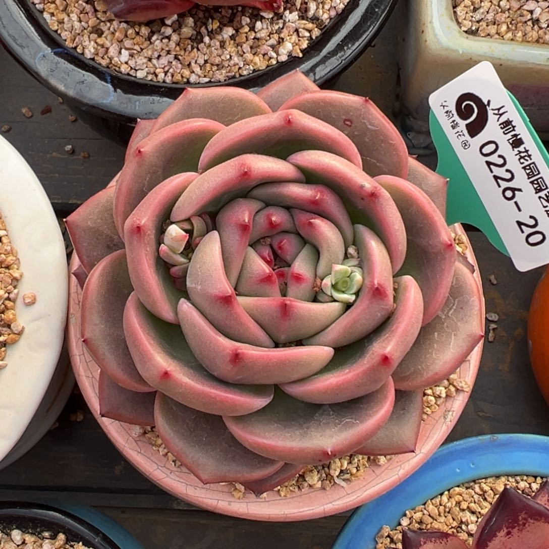 多肉一物一拍0226-20