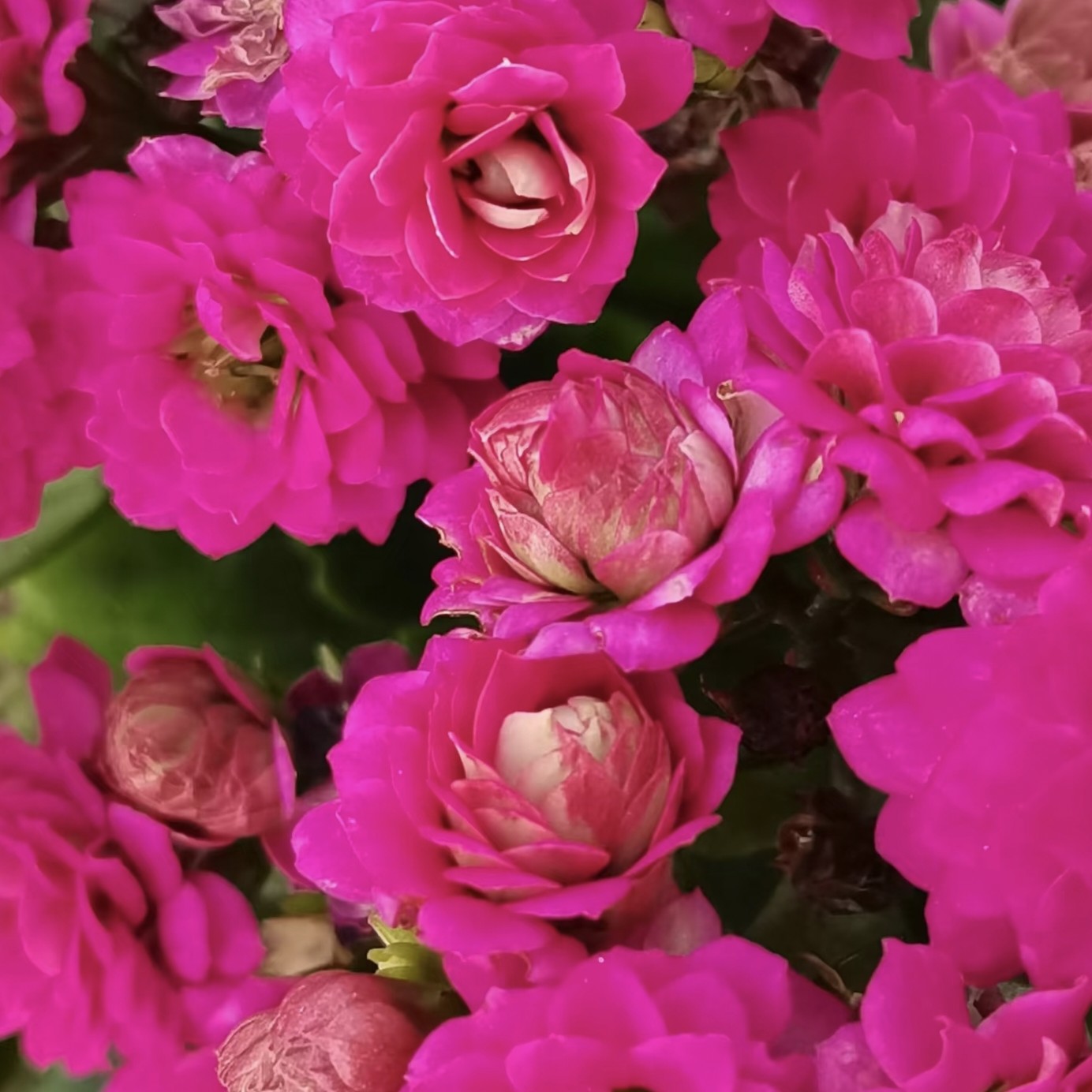 〖紫黛〗110盆长寿花