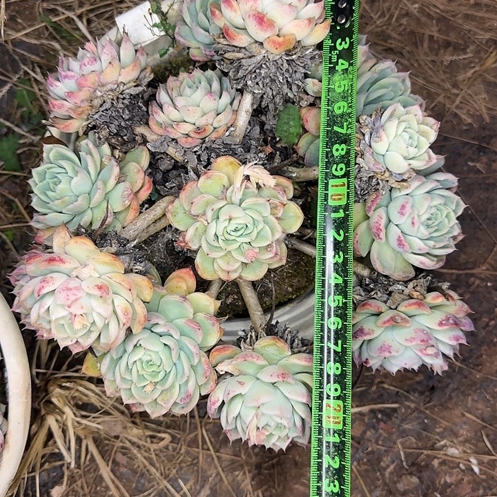月影杂不售后183 多肉植物一物一拍