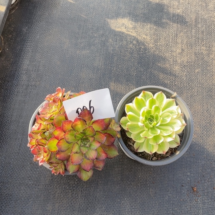 006海王七彩➕伊丽莎白