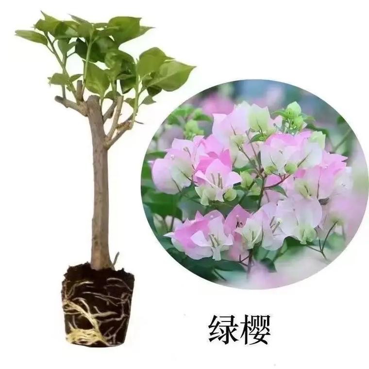 （福袋品种随机）精品三角梅盆栽