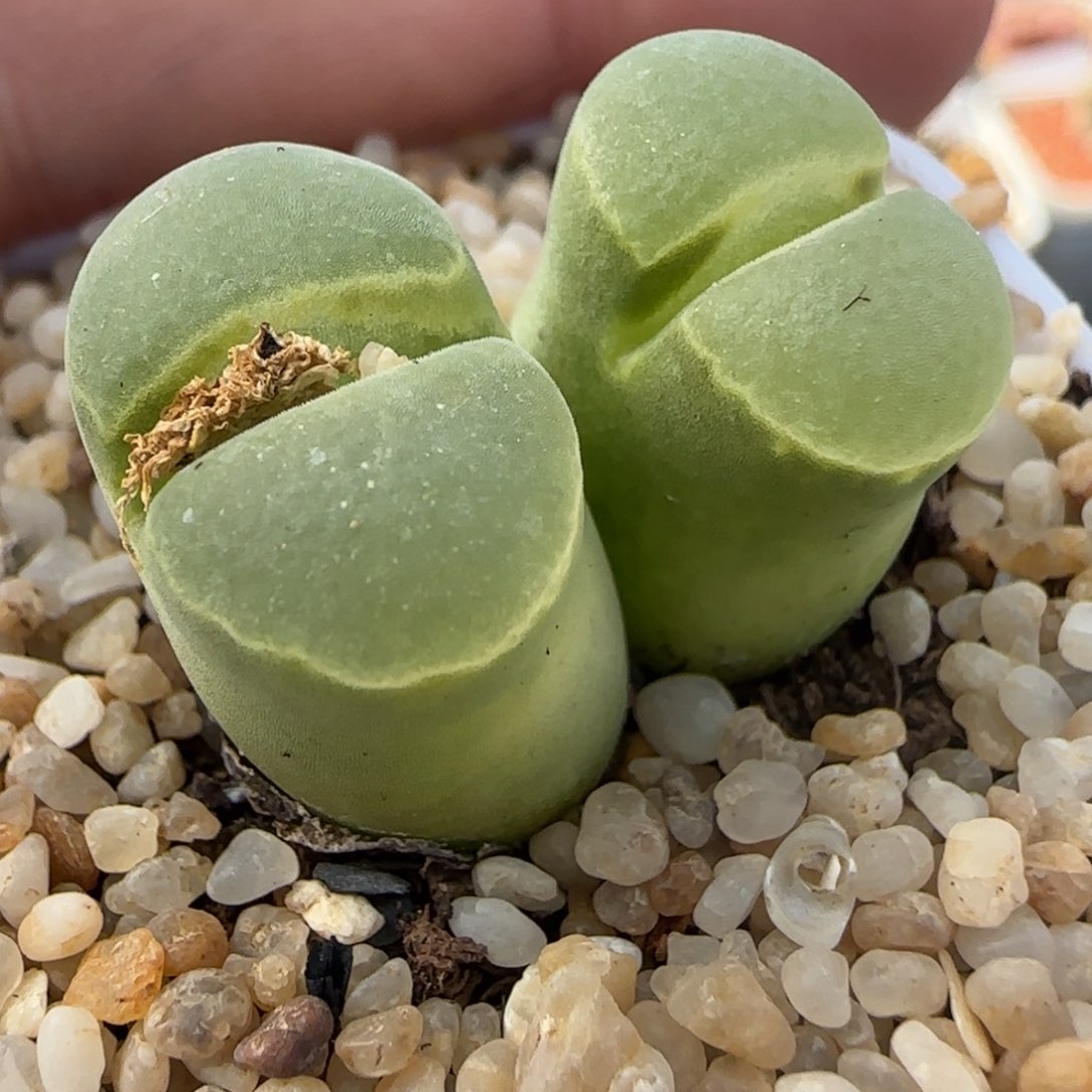 1.28多肉新年大福头Y400母本136号