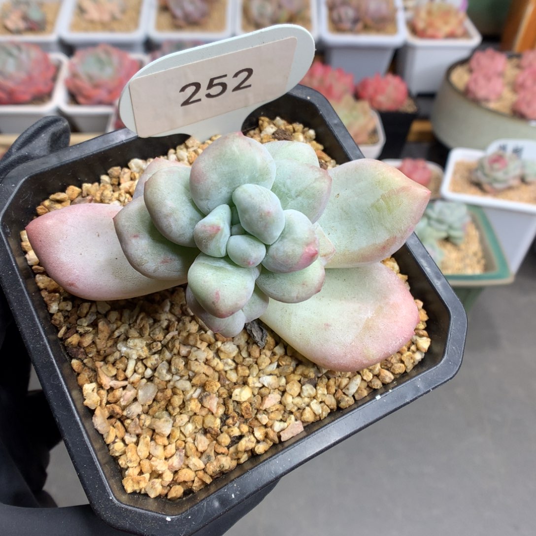 252 香水石化多肉