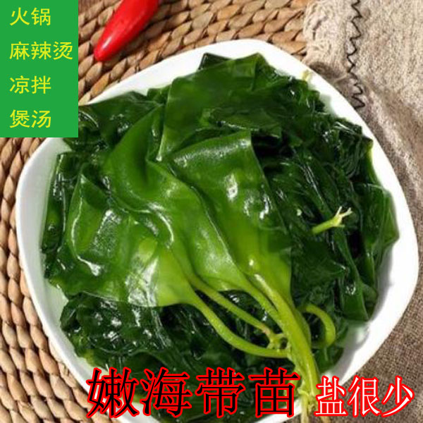 【盐很少】头茬嫩海带苗新鲜小海带芽盐渍海带幼苗火锅麻辣烫凉拌菜