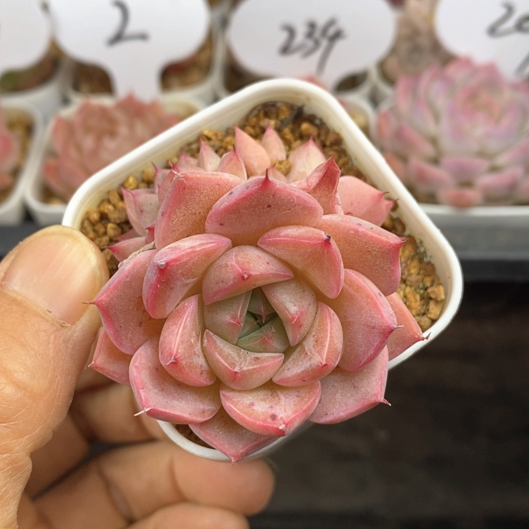 精品多肉一物一拍160