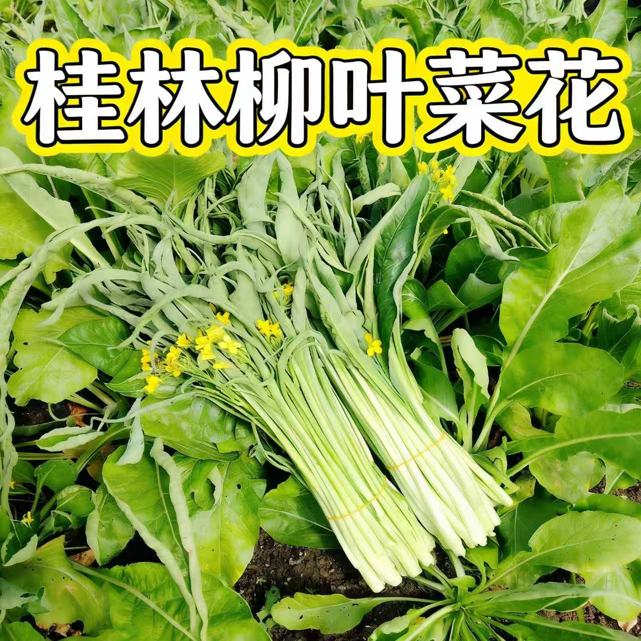广西桂林打霜柳叶菜花柳叶菜心卷叶菜心广西广东湖南江浙沪专享